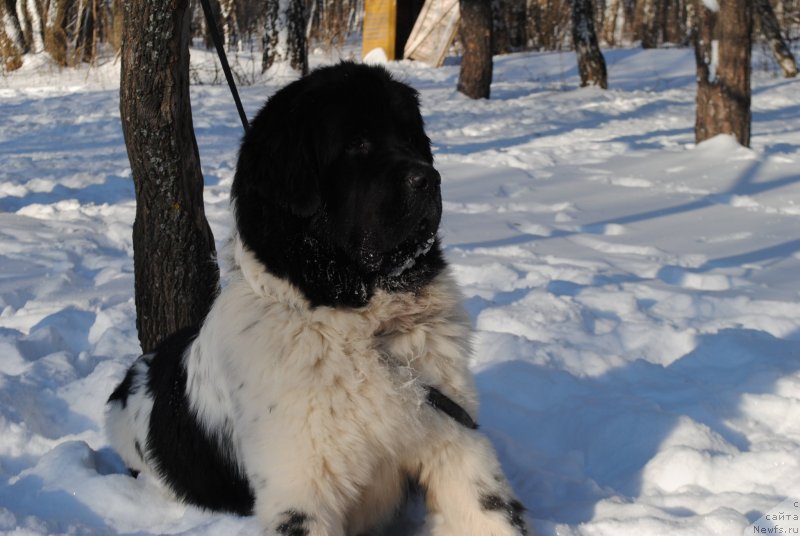 Фото: ньюфаундленд Степная Пальмира Естественно Я Лучший