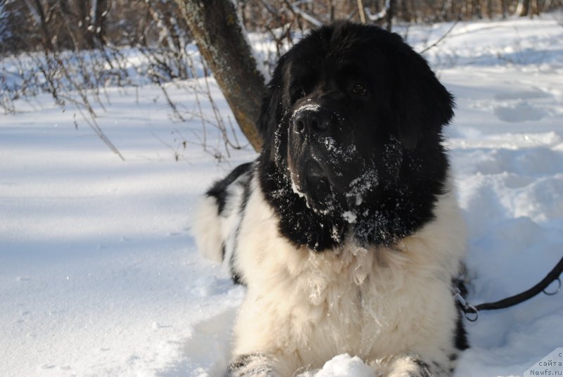 Фото: ньюфаундленд Степная Пальмира Естественно Я Лучший