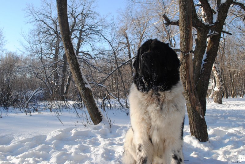 Фото: ньюфаундленд Степная Пальмира Естественно Я Лучший
