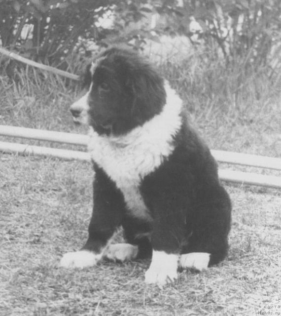 Фото: ньюфаундленд Джулия Глен