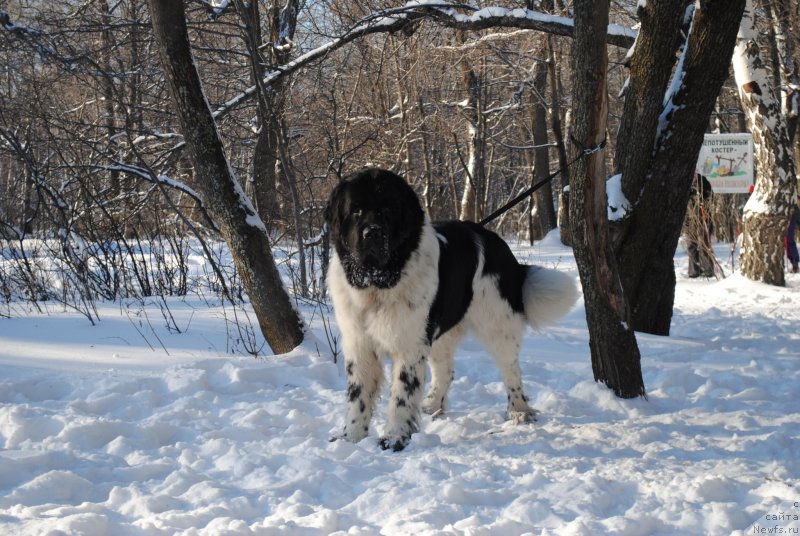 Фото: ньюфаундленд Степная Пальмира Естественно Я Лучший