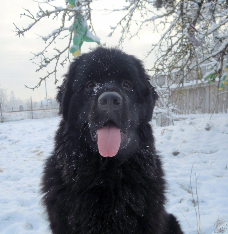 Фотография № 144242