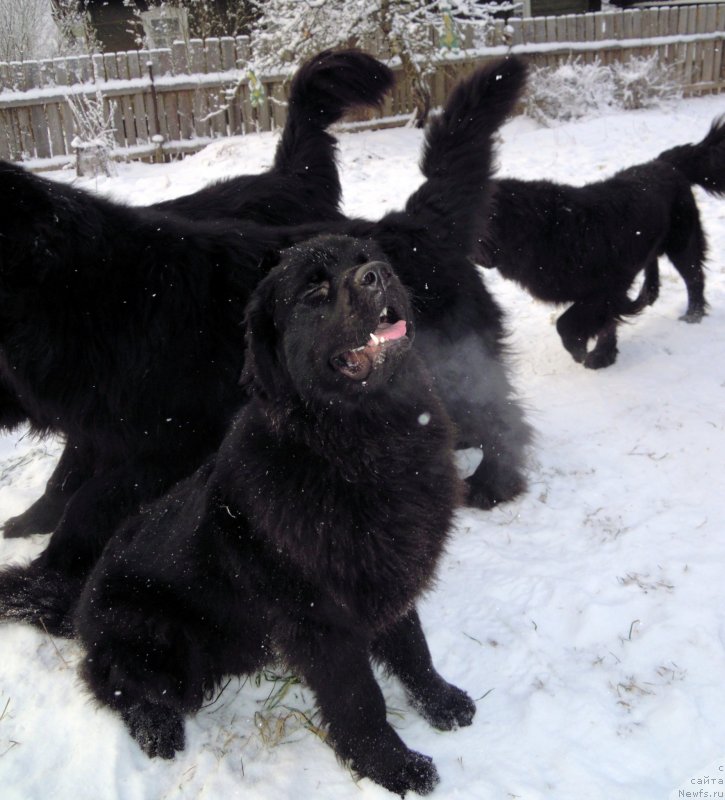 Фотография № 144243