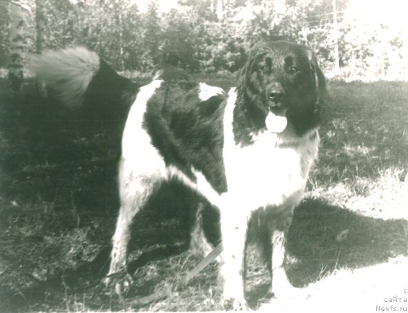 Фото: ньюфаундленд Ги Мадлен Кирбаг