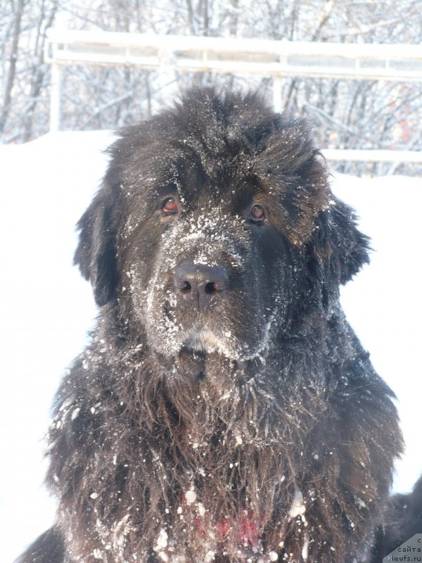 Фото: ньюфаундленд Супер Бизон Астория