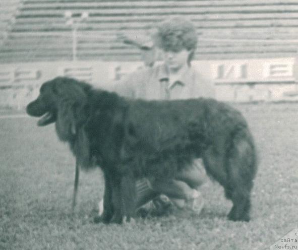 Фото: ньюфаундленд Вена Садко