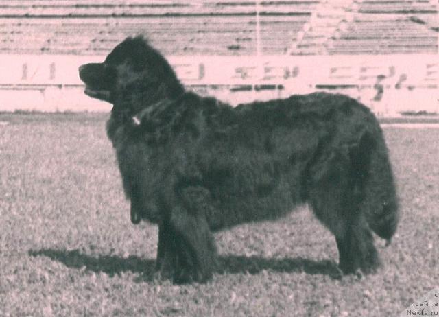 Фото: ньюфаундленд Клеменция Жан