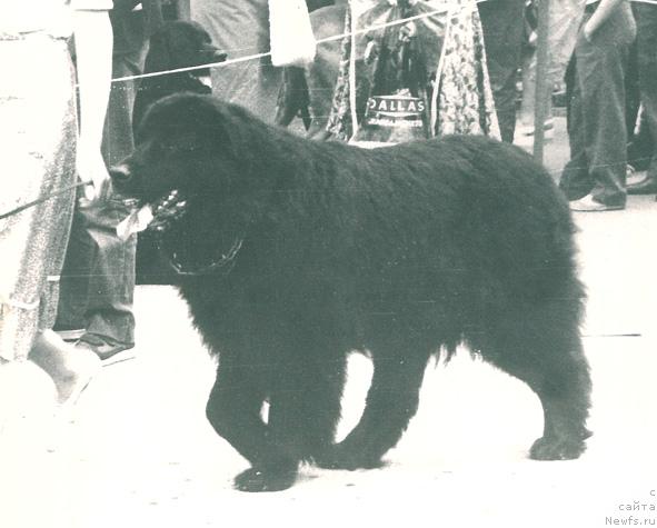 Фото: ньюфаундленд Оскар Олс