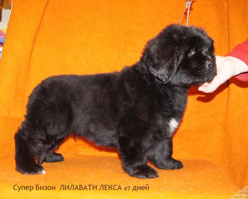 Фото: ньюфаундленд Супер Бизон Лилавати Лекса