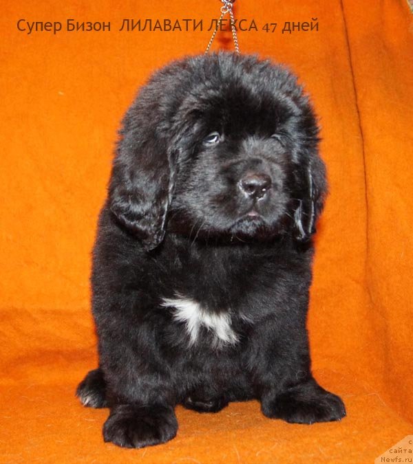 Фото: ньюфаундленд Супер Бизон Лилавати Лекса