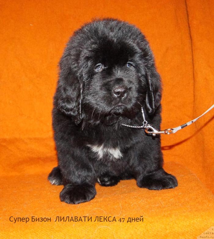 Фото: ньюфаундленд Супер Бизон Лилавати Лекса