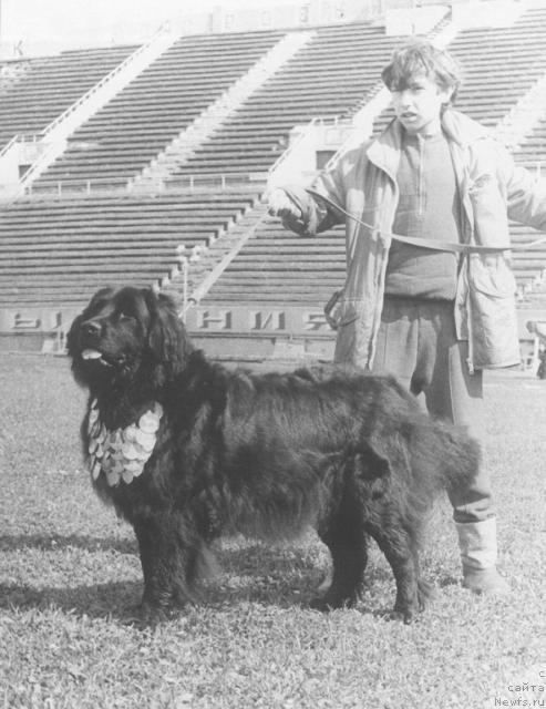 Фото: ньюфаундленд Ферри Фанта О'Лейзи