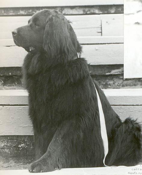 Фото: ньюфаундленд Шера