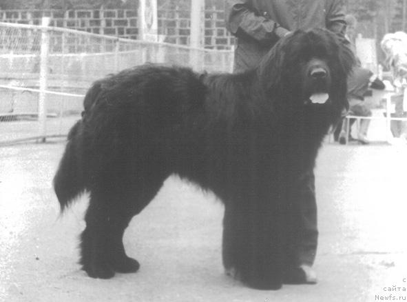 Фото: ньюфаундленд Георг де Фат