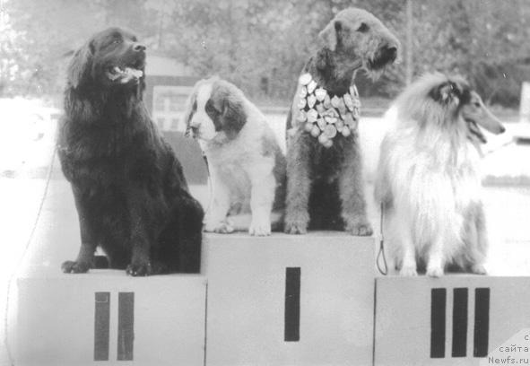 Фото: ньюфаундленд Г Нора де Фат