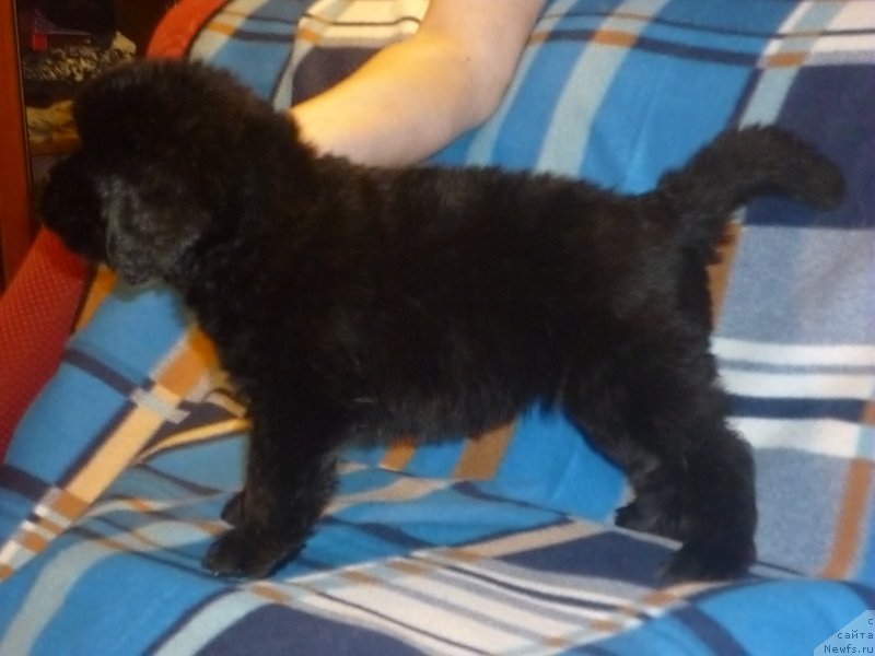 Фото: ньюфаундленд Нью-Пом-Шир Анкария Вуори (New-Pom-Shire Ankaria Vuori)