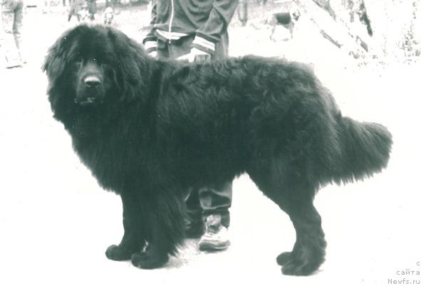 Фото: ньюфаундленд Фил Смоки Тейл