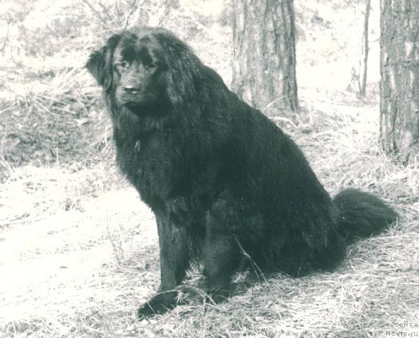 Фото: ньюфаундленд Габриэль Велькам