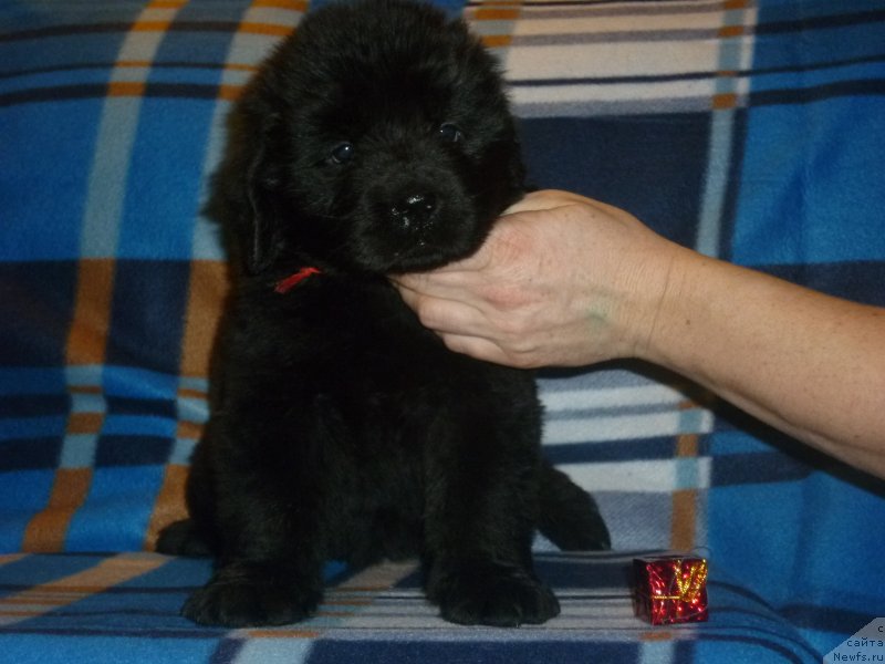 Фото: ньюфаундленд Нью-Пом-Шир Арта Алекса