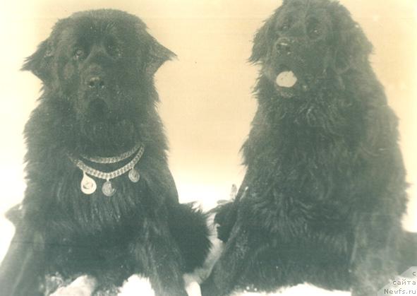 Фото: ньюфаундленд Жерарди Ют Та