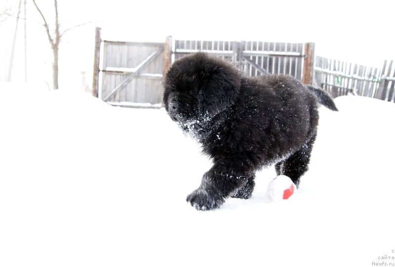 Фото: ньюфаундленд Супер Бизон Лакшми Лана