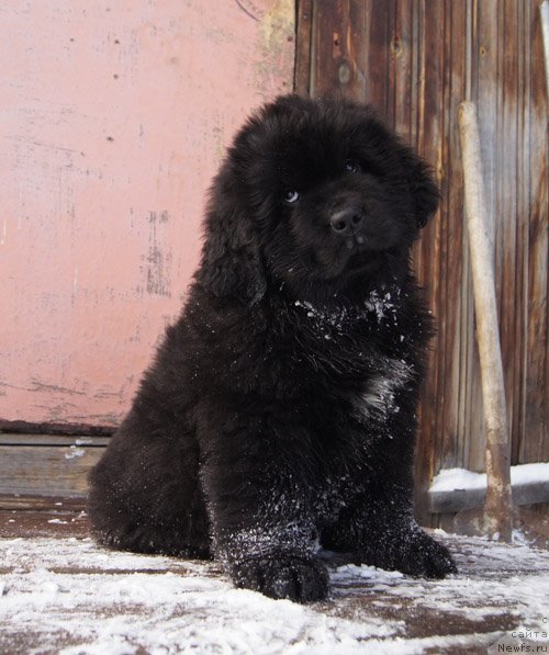 Фото: ньюфаундленд Супер Бизон Лакшми Лана