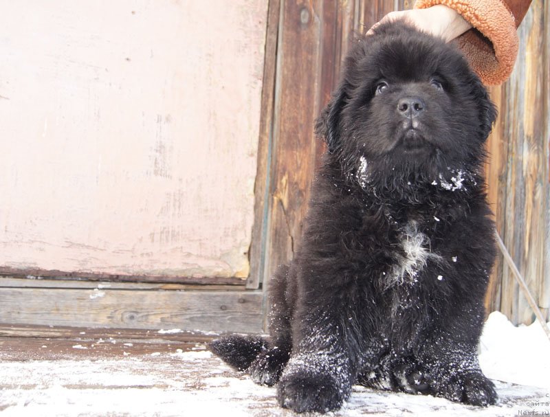 Фото: ньюфаундленд Супер Бизон Лакшми Лана