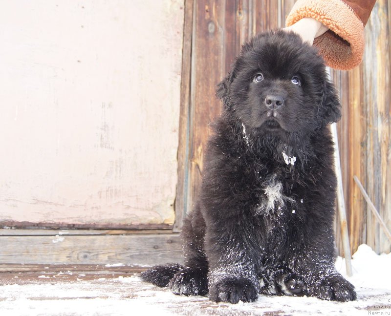 Фото: ньюфаундленд Супер Бизон Лакшми Лана
