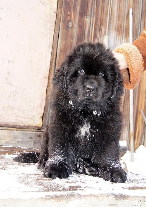 Фото: ньюфаундленд Супер Бизон Лакшми Лана