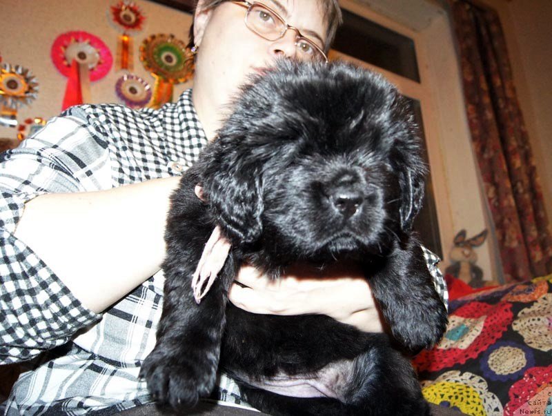 Фото: ньюфаундленд Супер Бизон Лакшми Лана