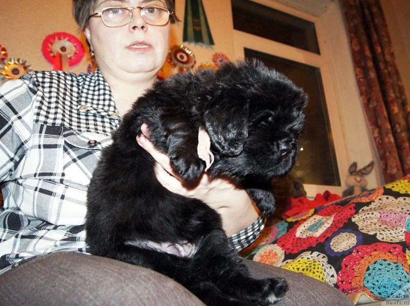 Фото: ньюфаундленд Супер Бизон Лакшми Лана