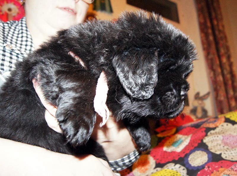 Фото: ньюфаундленд Супер Бизон Лакшми Лана