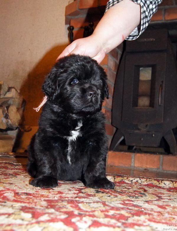 Фото: ньюфаундленд Супер Бизон Лакшми Лана