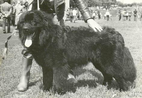 Фото: ньюфаундленд Викинг