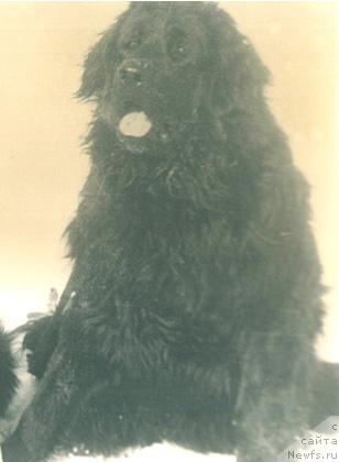 Фото: ньюфаундленд Опал Скиби