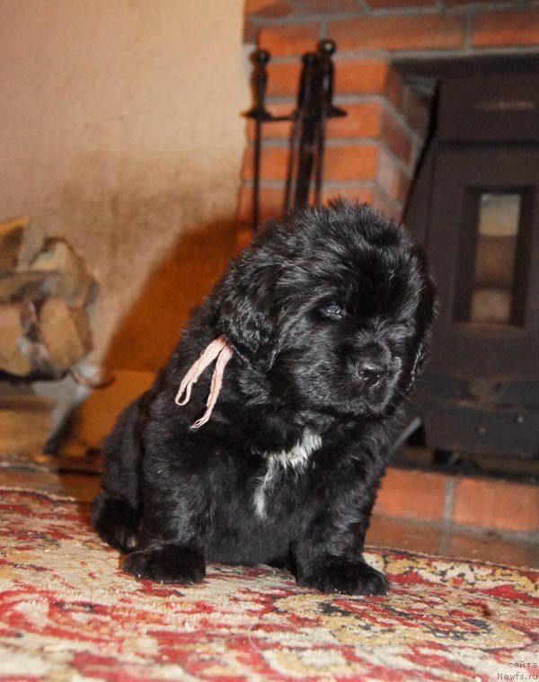 Фото: ньюфаундленд Супер Бизон Лакшми Лана