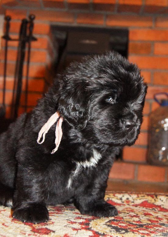 Фото: ньюфаундленд Супер Бизон Лакшми Лана