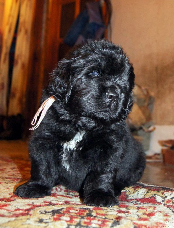 Фото: ньюфаундленд Супер Бизон Лакшми Лана