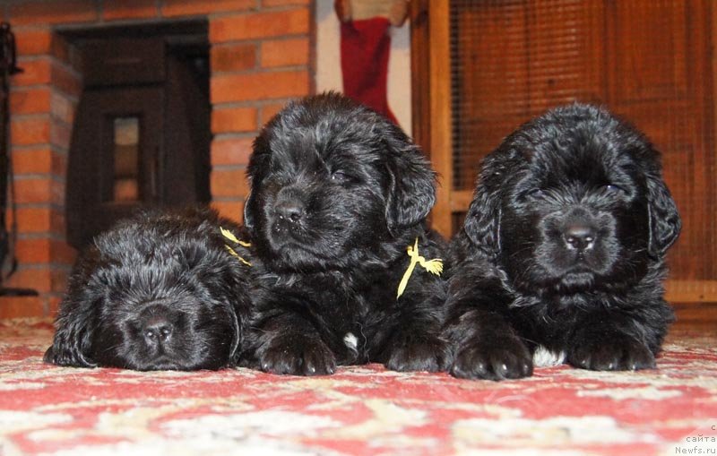 Фото: ньюфаундленд Супер Бизон Лакшми Лана, ньюфаундленд Супер Бизон Лаутхани Лайма, ньюфаундленд Супер Бизон Лилавати Лекса