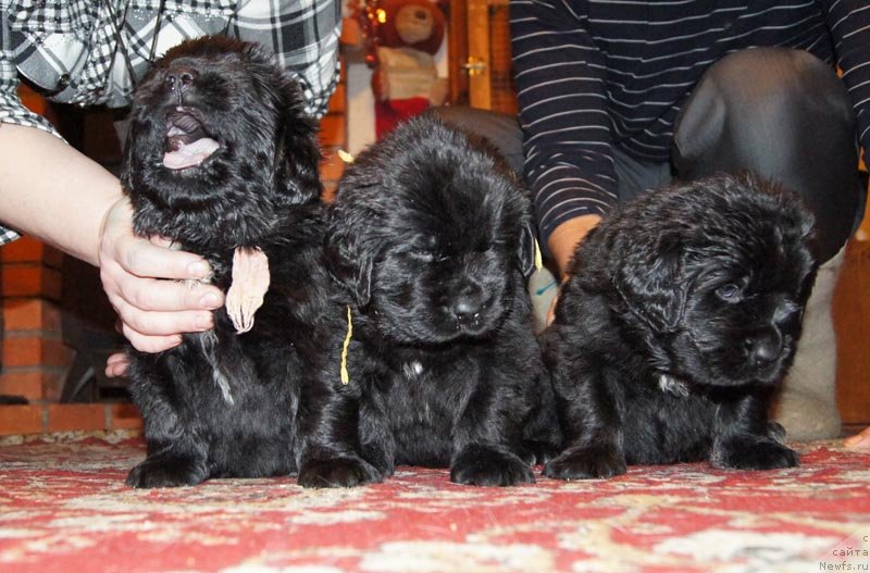 Фото: ньюфаундленд Супер Бизон Лакшми Лана, ньюфаундленд Супер Бизон Лаутхани Лайма, ньюфаундленд Супер Бизон Лилавати Лекса