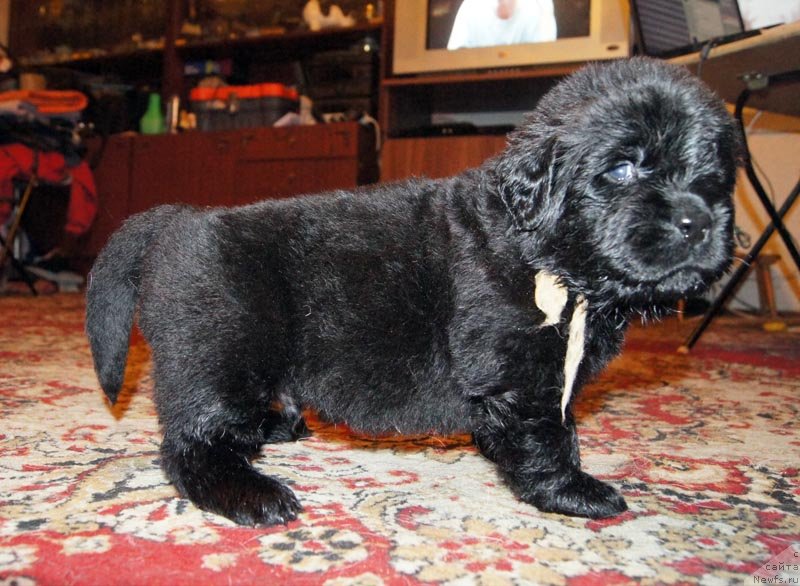 Фото: ньюфаундленд Супер Бизон Латино