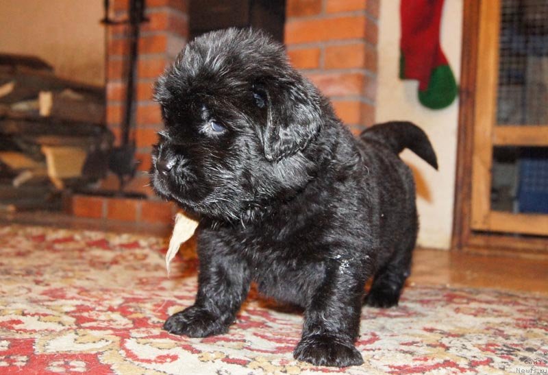 Фото: ньюфаундленд Супер Бизон Латино