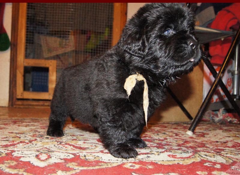 Фото: ньюфаундленд Супер Бизон Латино