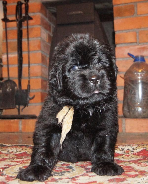 Фото: ньюфаундленд Супер Бизон Латино