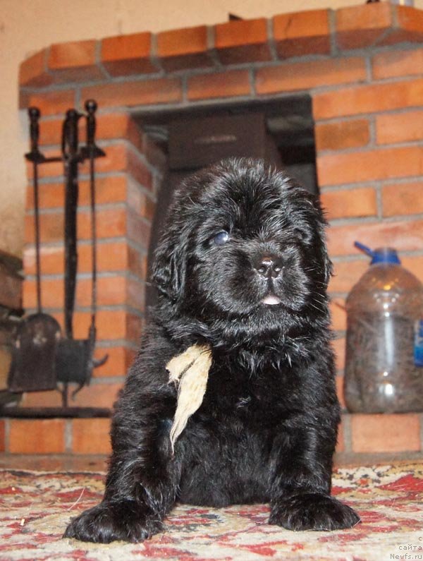 Фото: ньюфаундленд Супер Бизон Латино