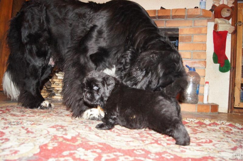 Фото: ньюфаундленд Супер Бизон Латино