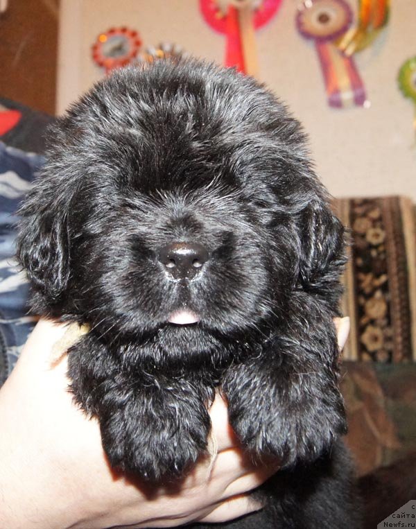 Фото: ньюфаундленд Супер Бизон Латино