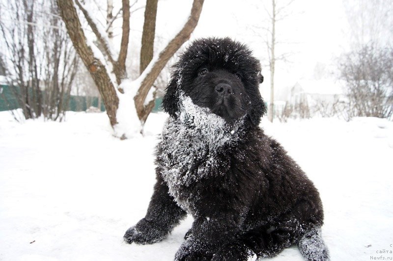 Фото: ньюфаундленд Супер Бизон Латино