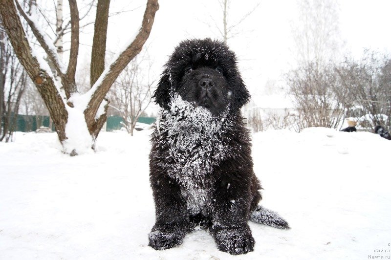 Фото: ньюфаундленд Супер Бизон Латино