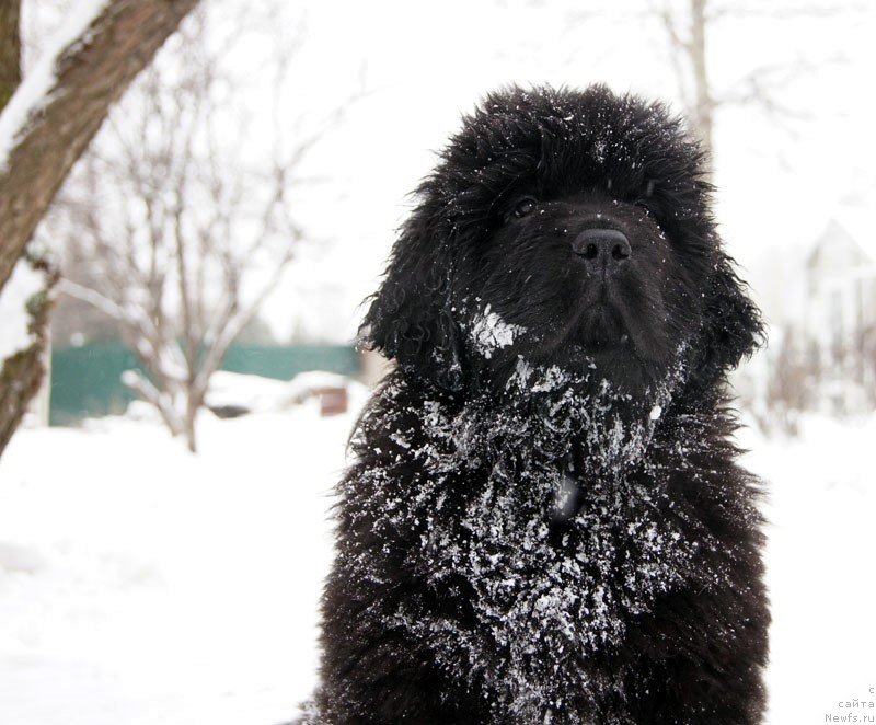 Фото: ньюфаундленд Супер Бизон Латино